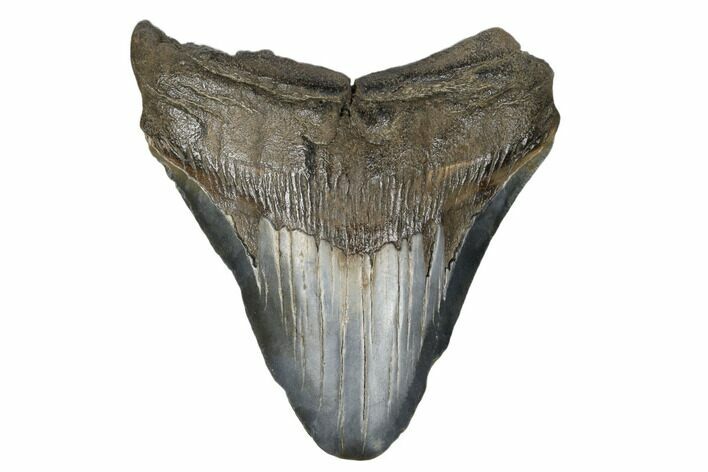 Bargain, Fossil Megalodon Tooth - South Carolina #180953